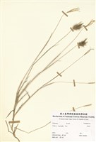 藏品(孟仁草)的圖片